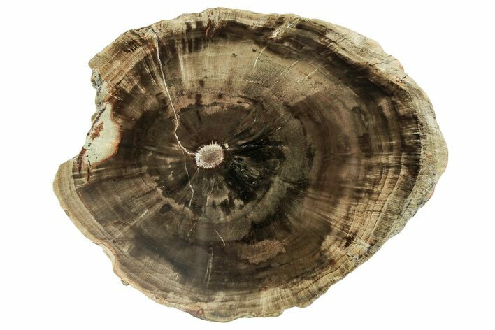 Triassic Petrified Wood (Woodworthia) Round - Zimbabwe #244705